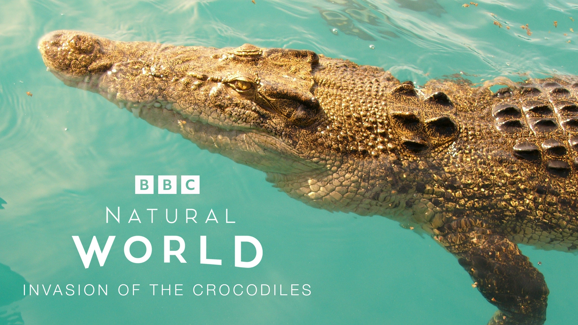 Attenboroughs schräge Vögel Australien – Invasion der Krokodile