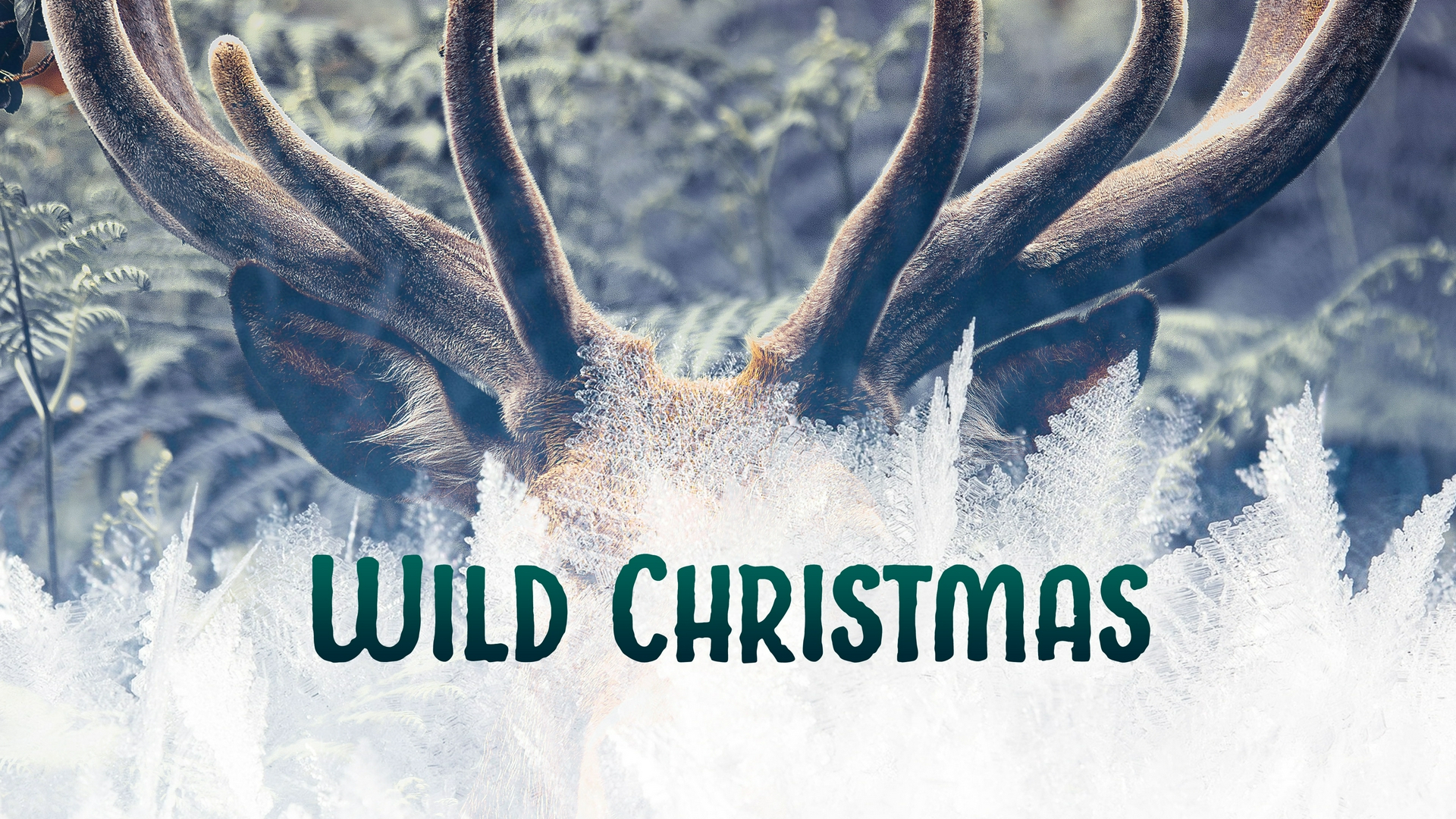 Wild Christmas