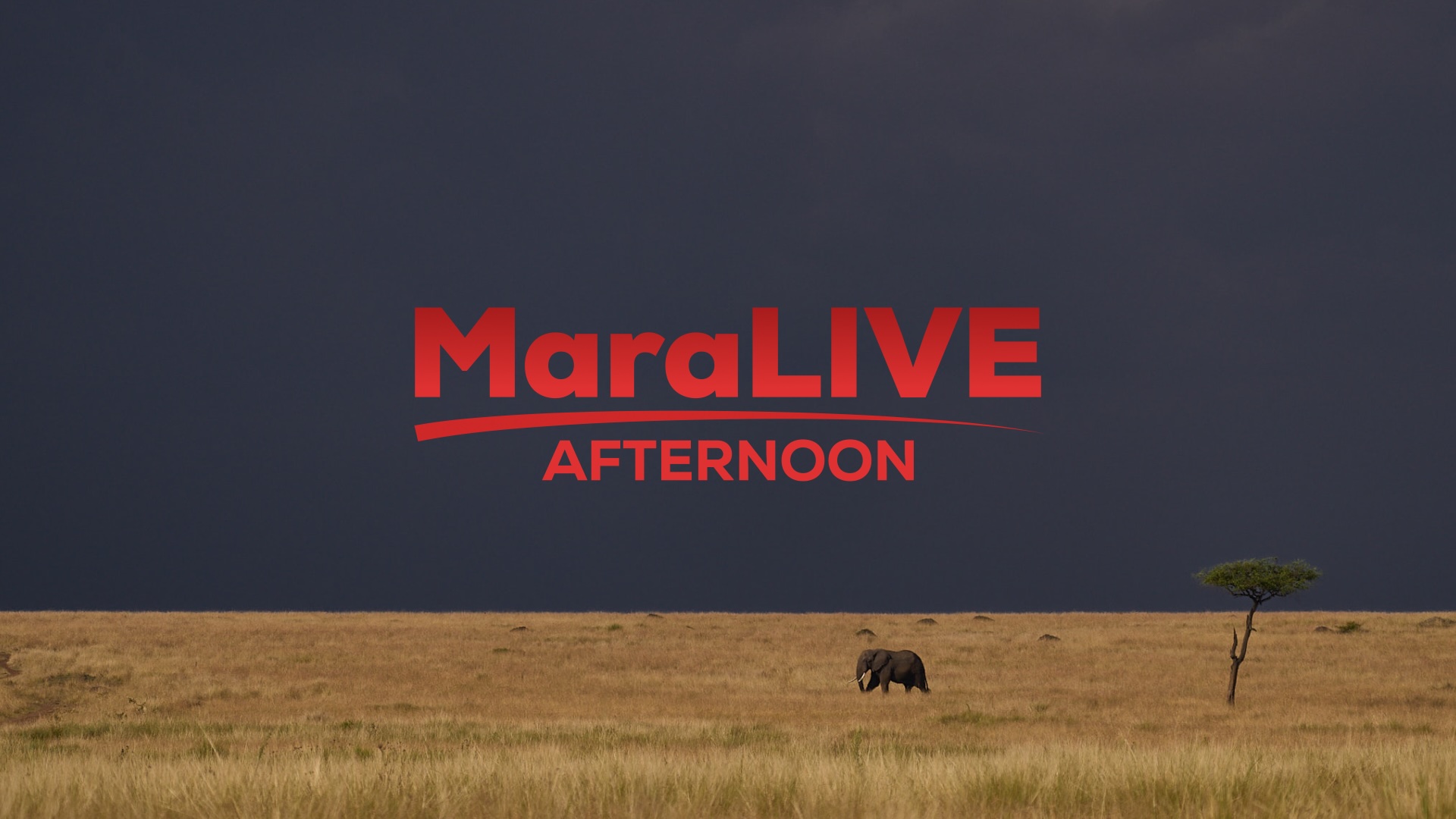 MaraLIVE Afternoon