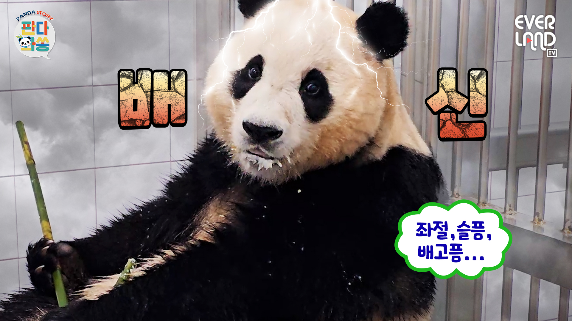 (속보) 용인 푸씨 푸바오 송바오에게 배신감 느껴.. 충격 107회