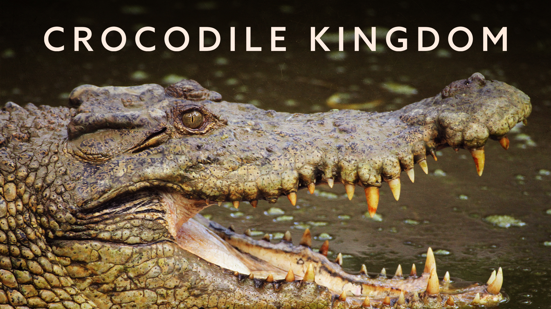 Crocodile Kingdom