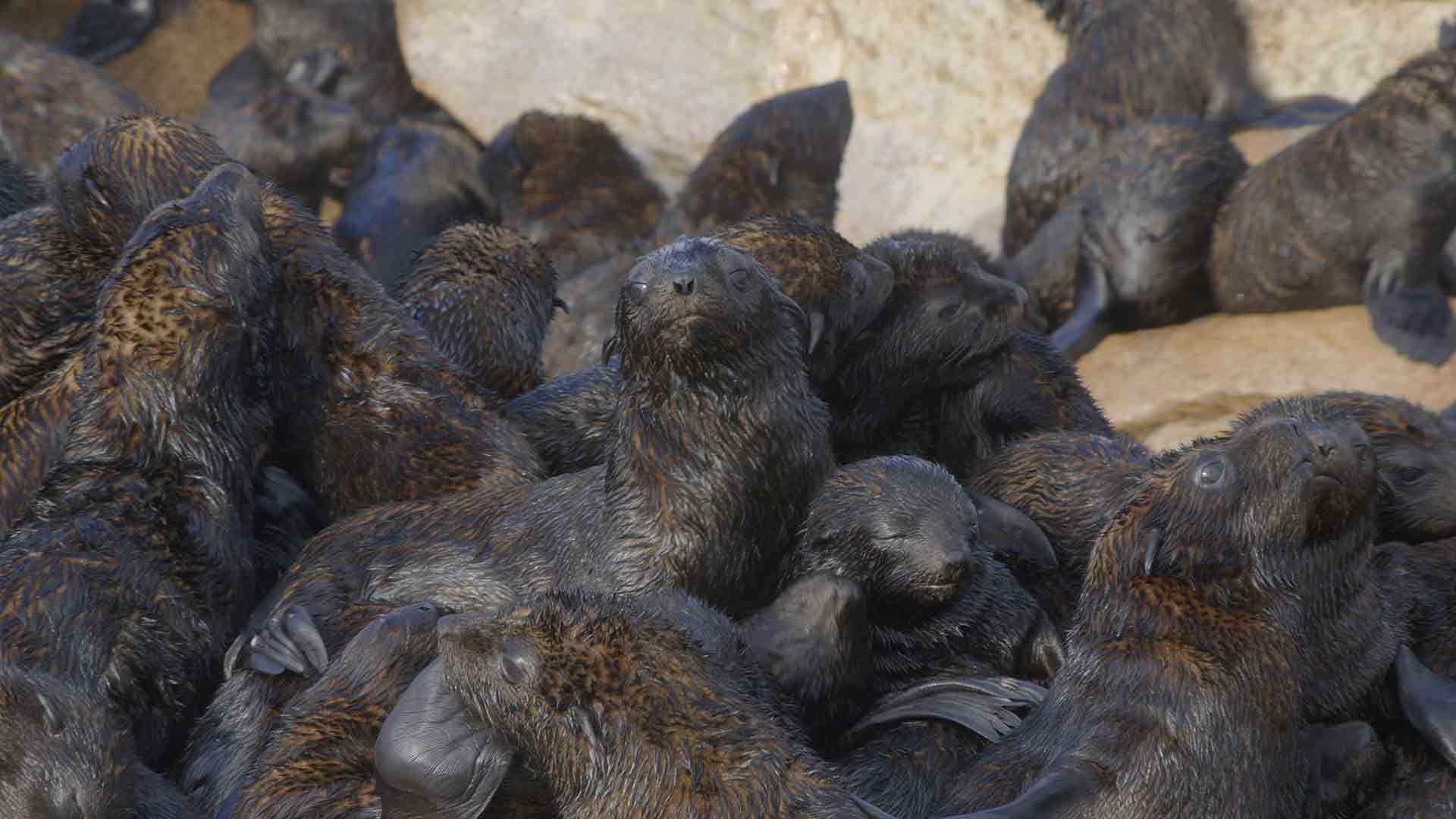 Südafrikanische Seebären