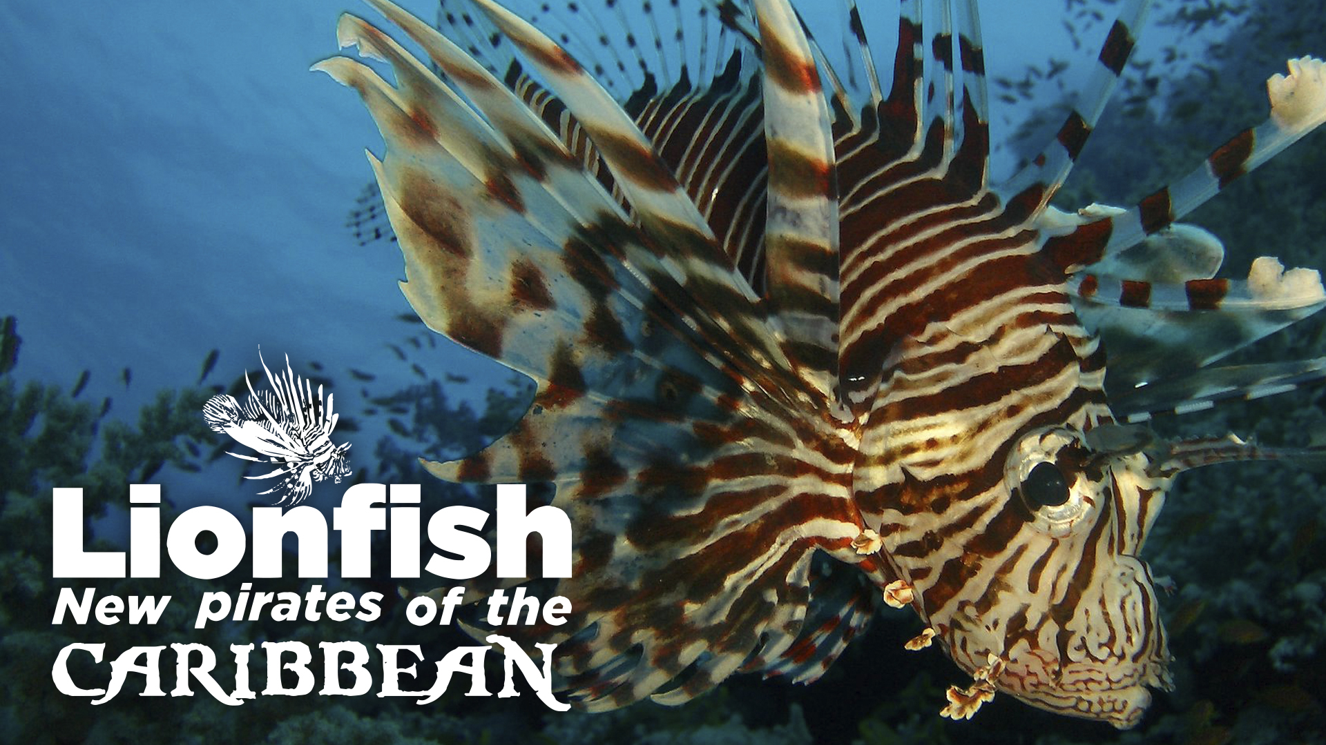 Lionfish: New Pirates of the Caribbean