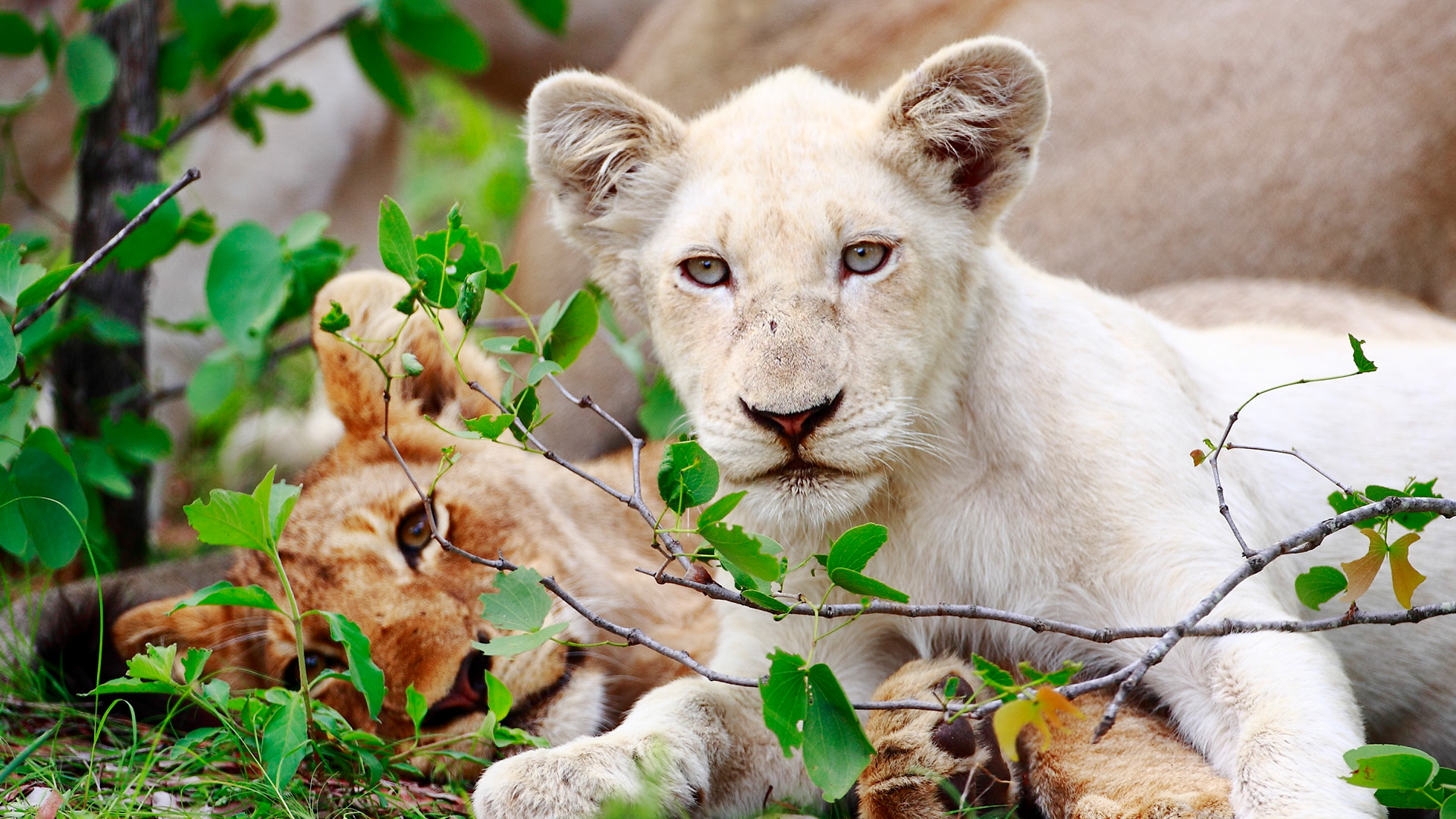 Die weißen Löwen vom Timbavati