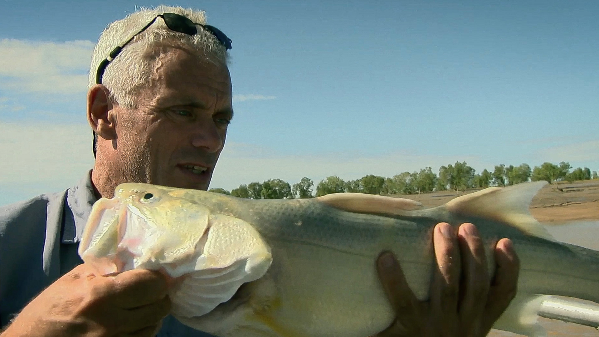 Der australische Flusshai