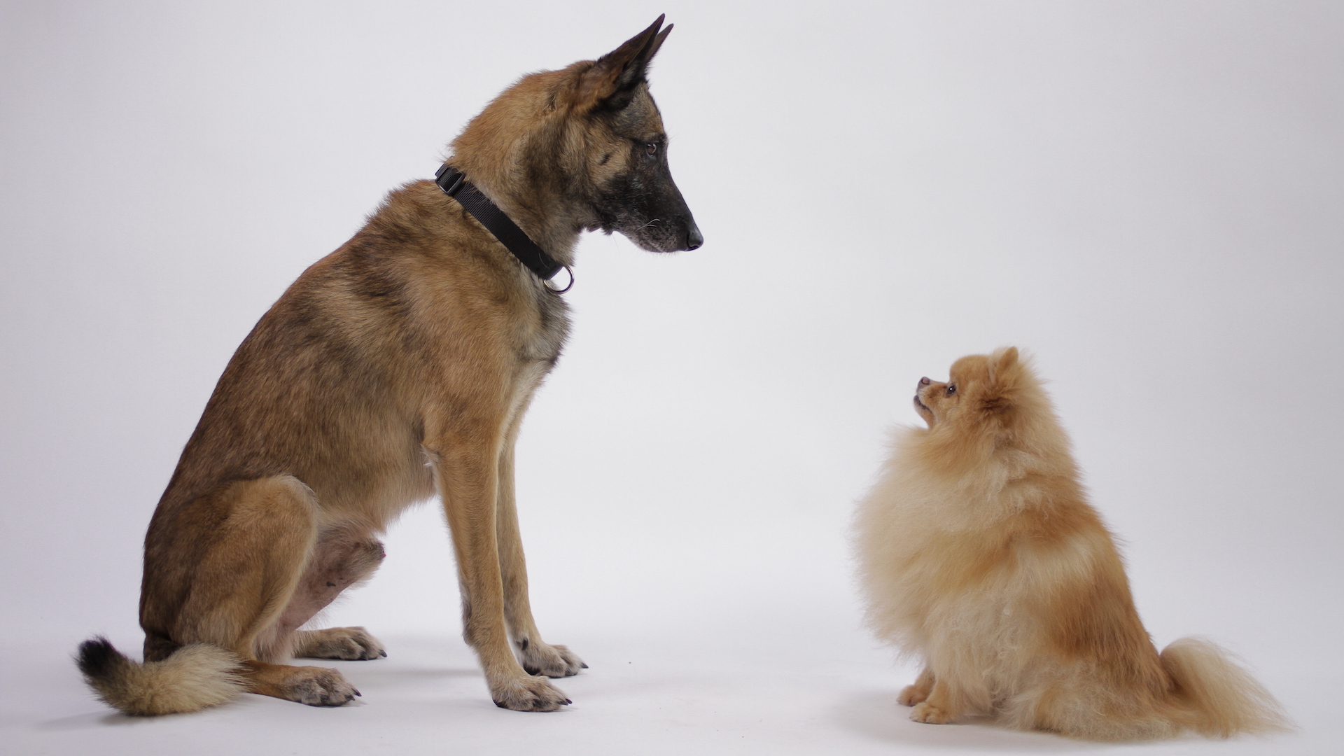 Step Dogs : À la poursuite du diamant polaire