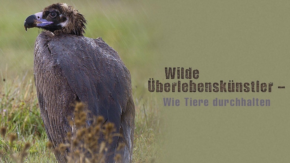 Wilde Überlebenskünstler – Wie Tiere durchhalten