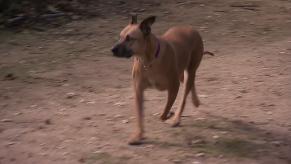 El encantador de perros
