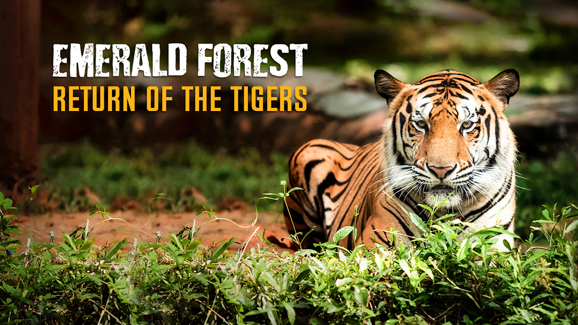 Emerald Forest-Return Of The Tigers