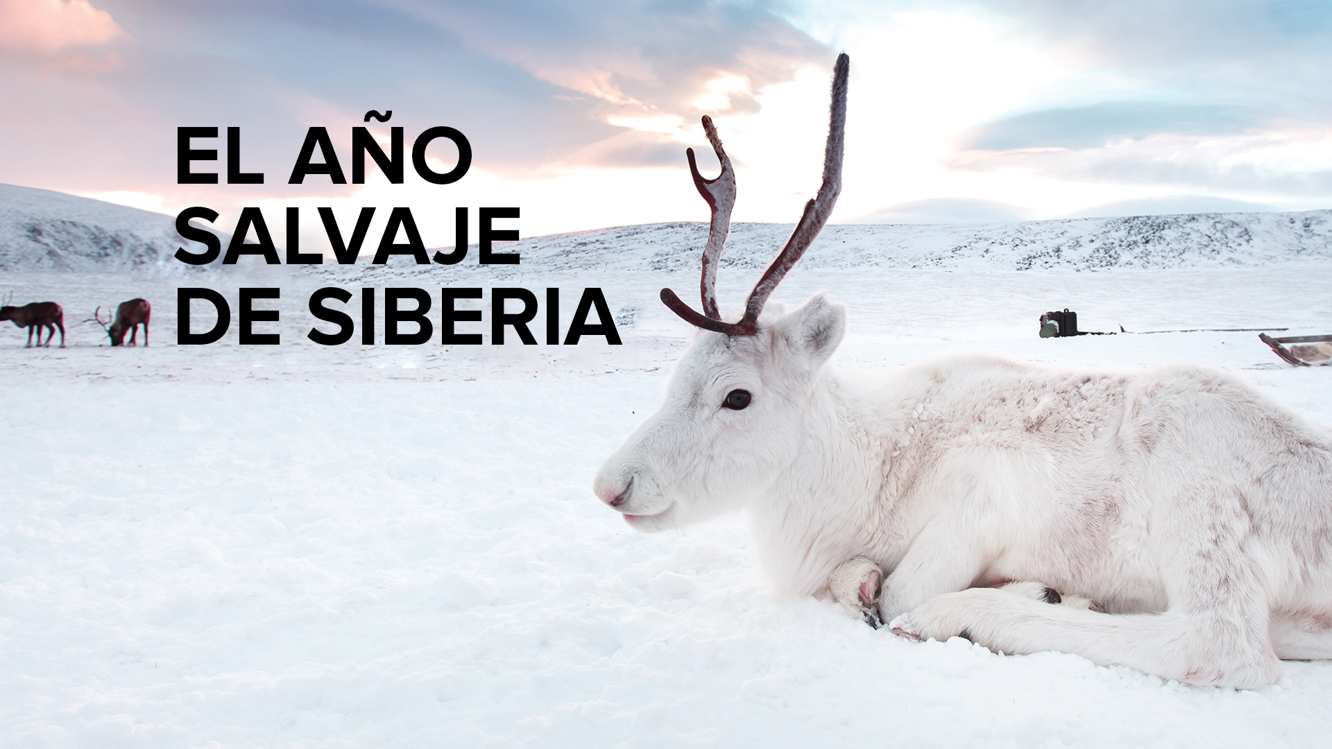 Siberia's Wild Year