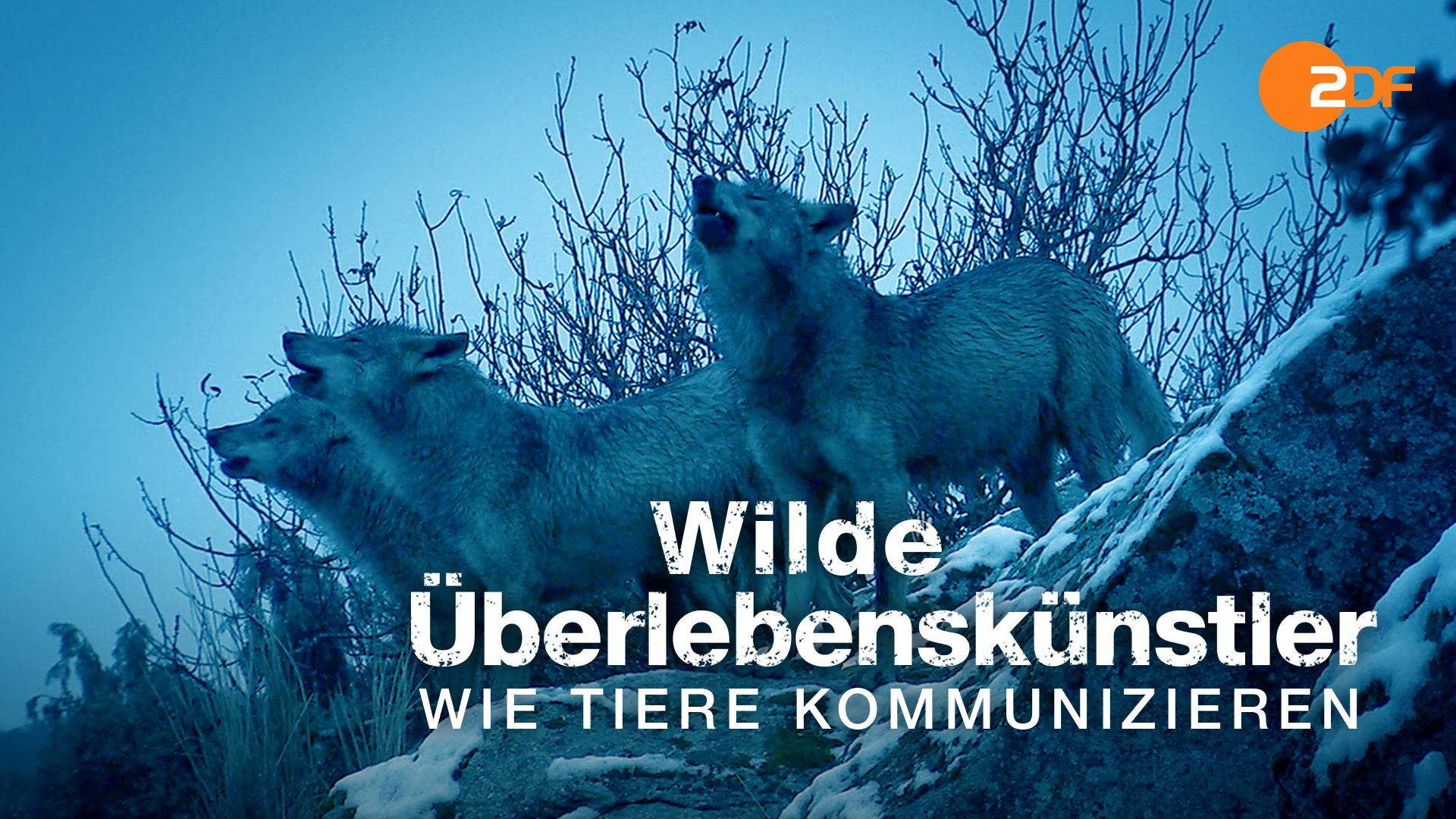Wilde Überlebenskünstler