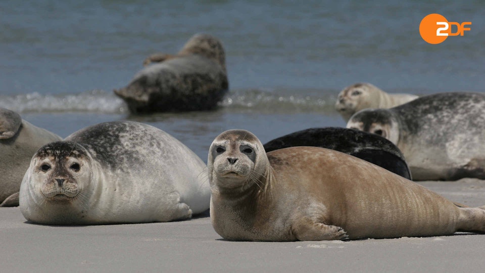 Wild Germany: Coasts