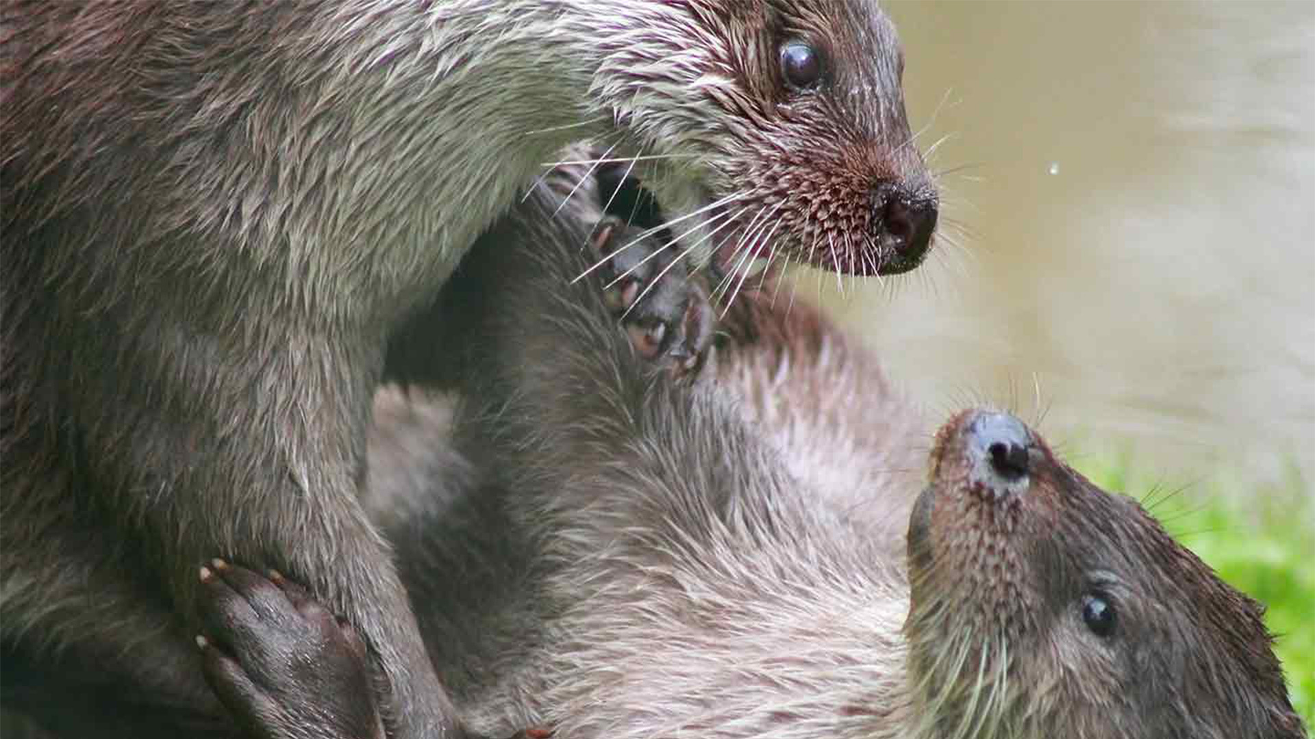 Battle of the Alphas