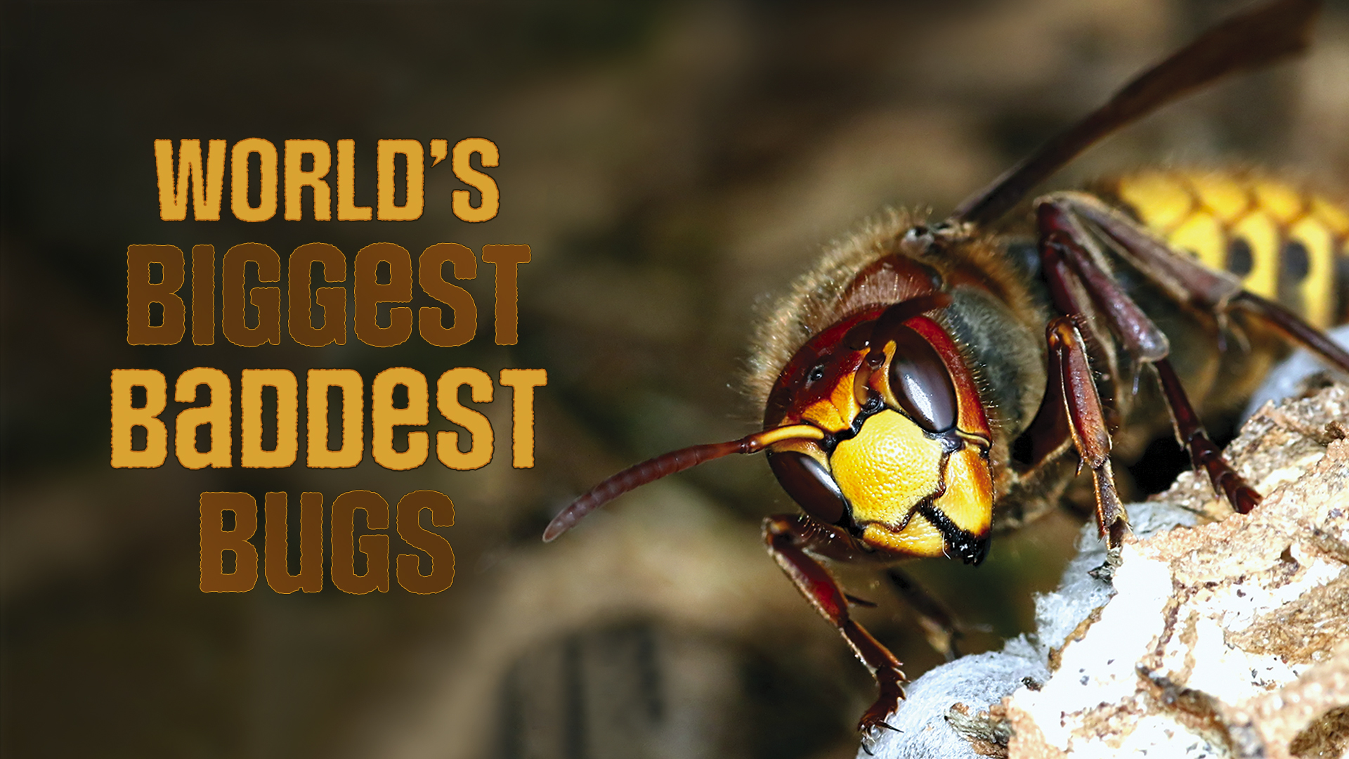 World's Biggest Baddest Bugs