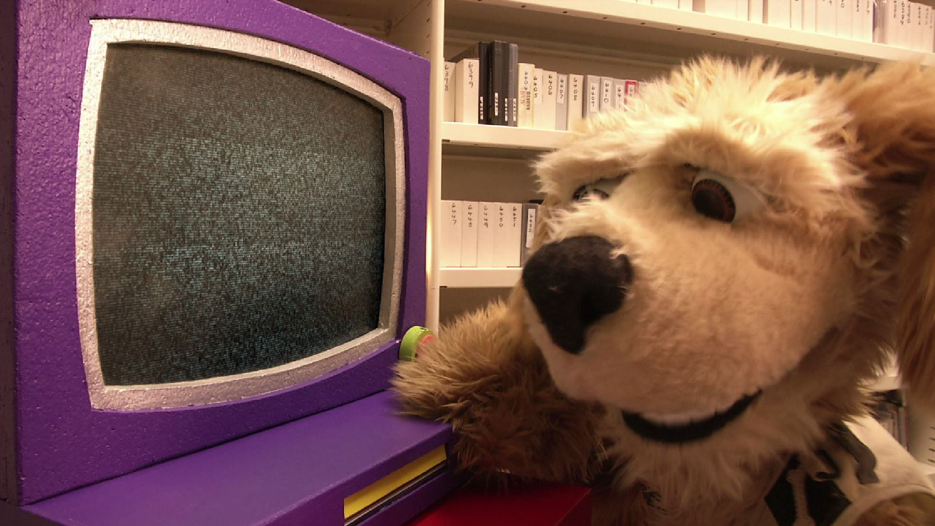 World Cheetah Day Specials