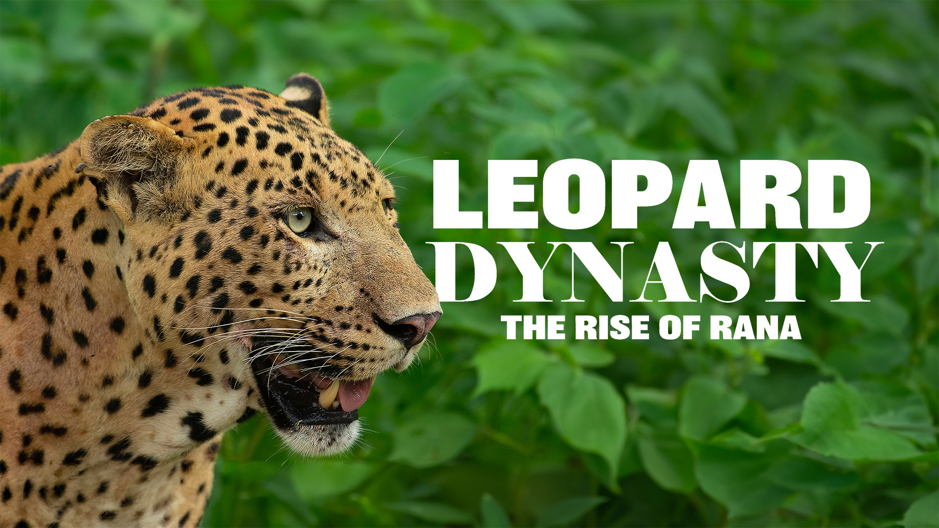 Leopard Dynasty The Rise of Rana