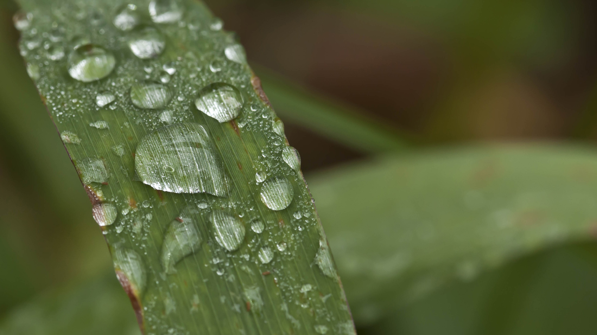 Eine Hommage an das Leben