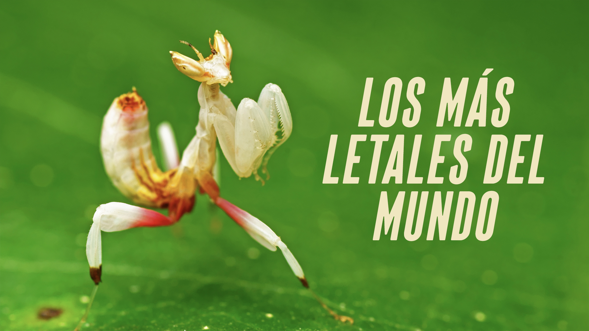 Los más letales del mundo