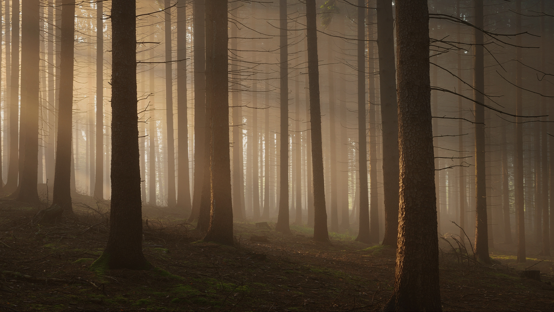 Secrets of the Enchanted Forests