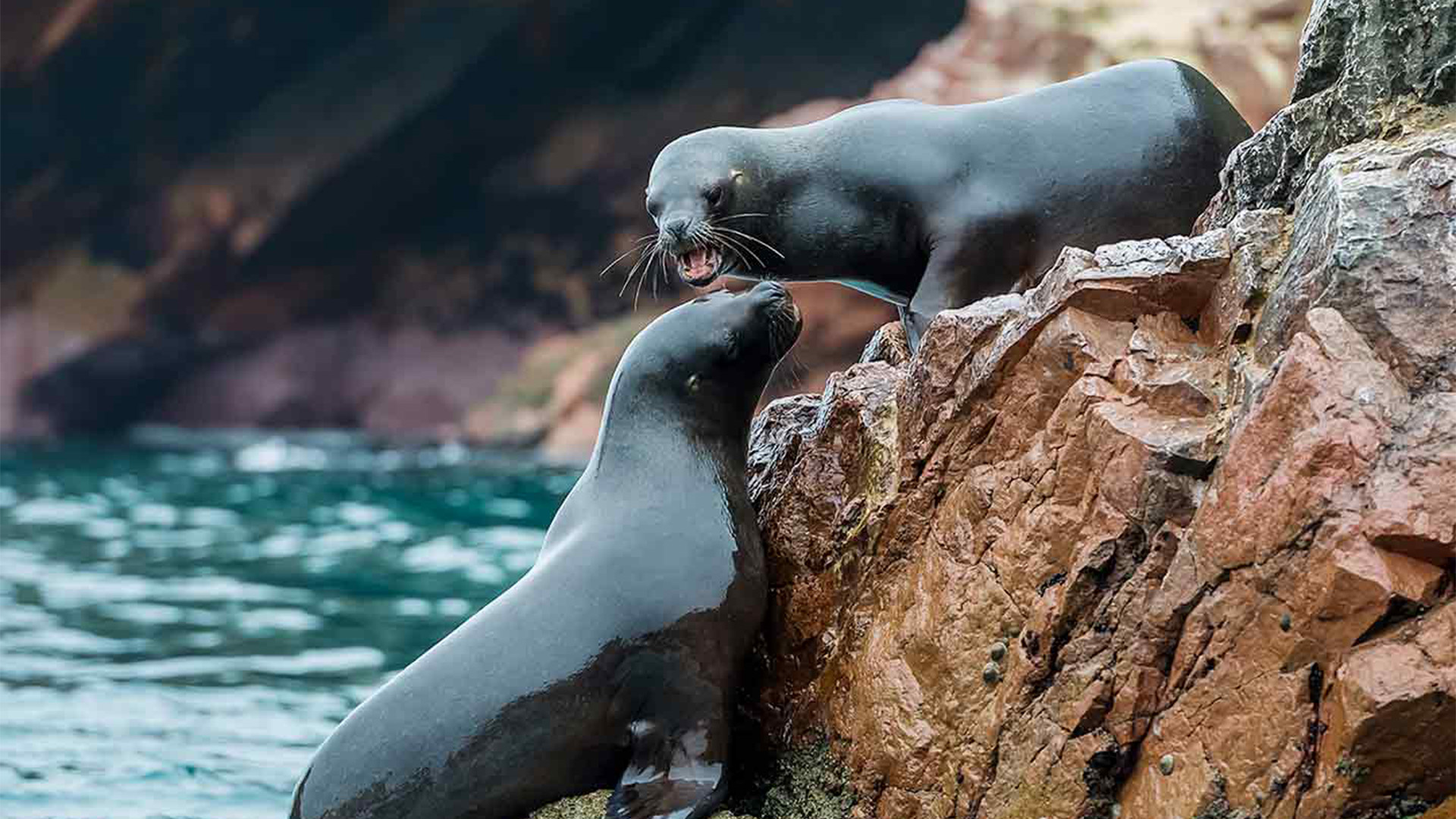 Battle of the Alphas