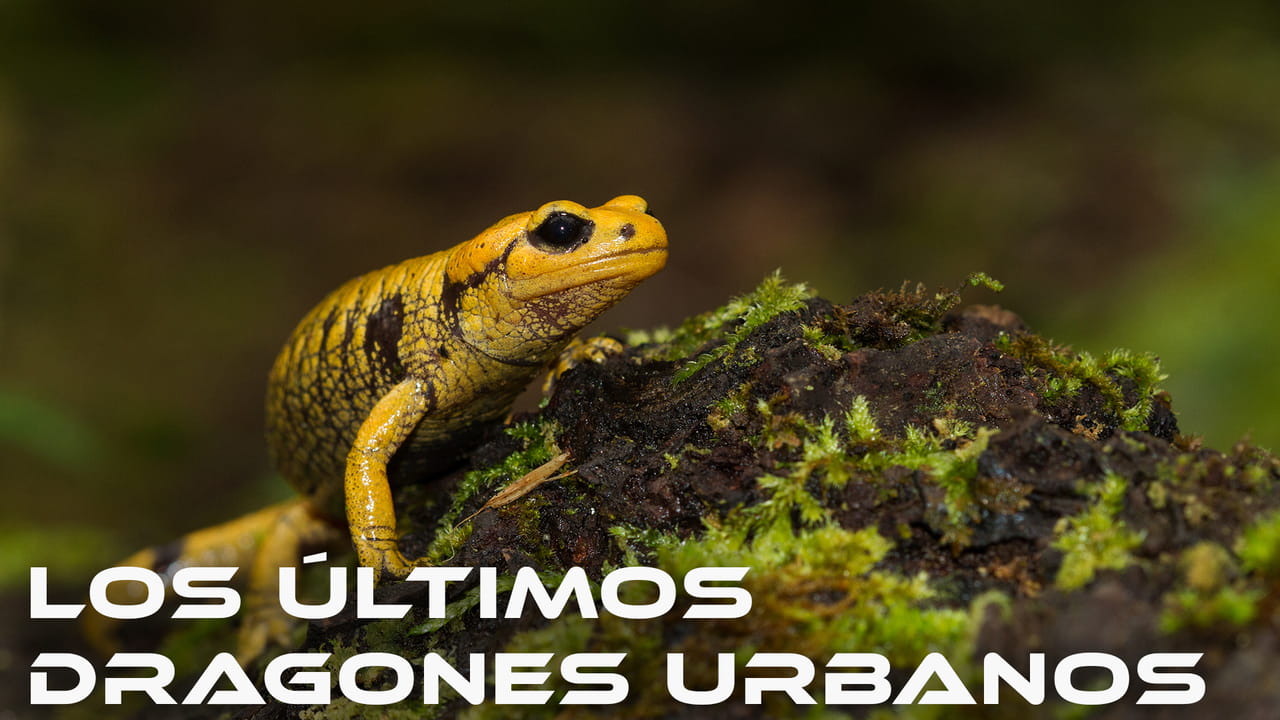 Los Últimos Dragones Urbanos