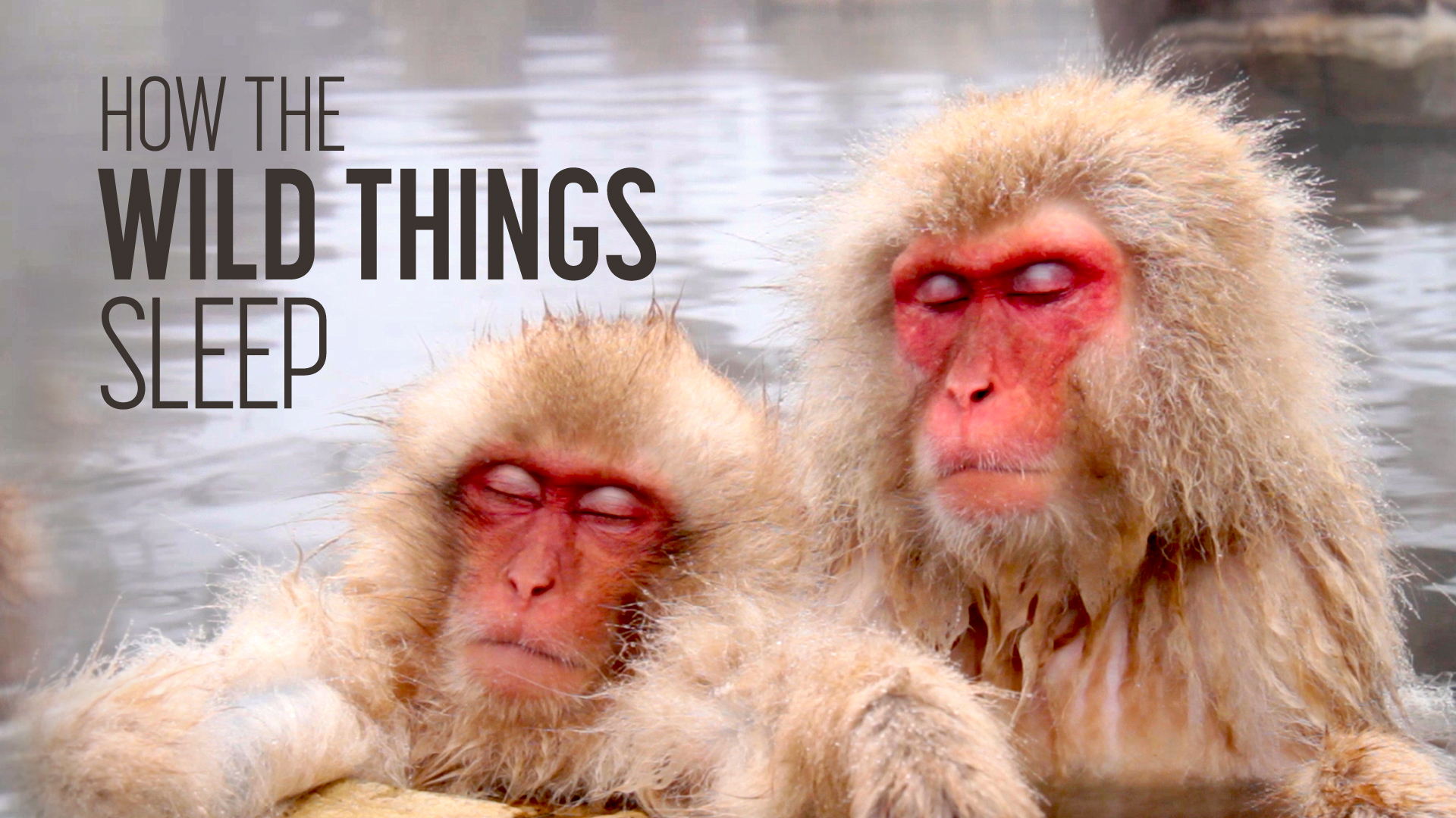 How the Wild Things Sleep