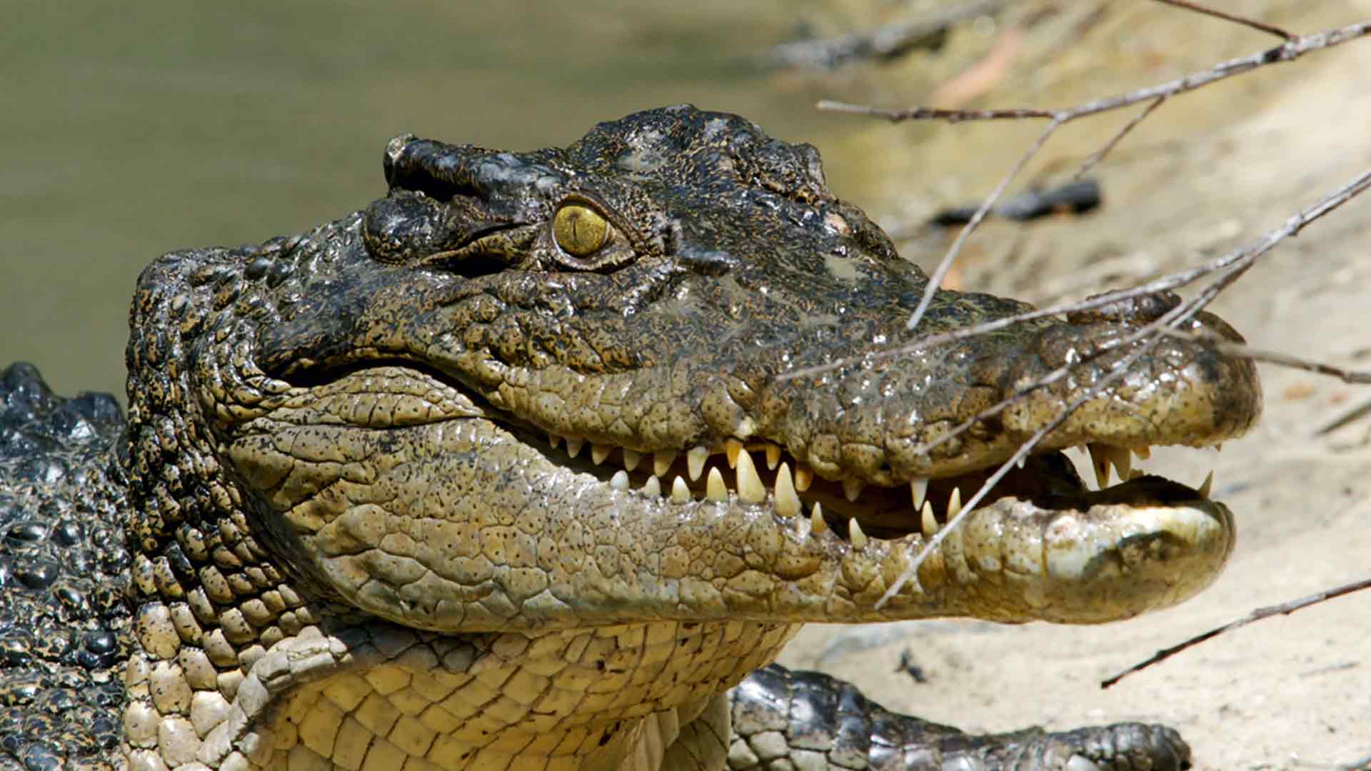 La vita segreta dei coccodrilli