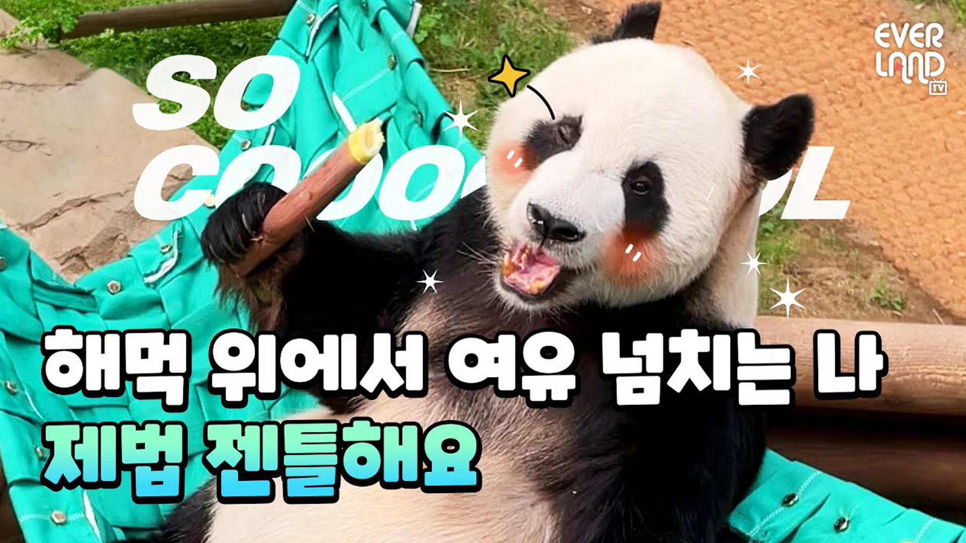 올여름 핫템을 러바오에게 선물해봤더니..? 38회