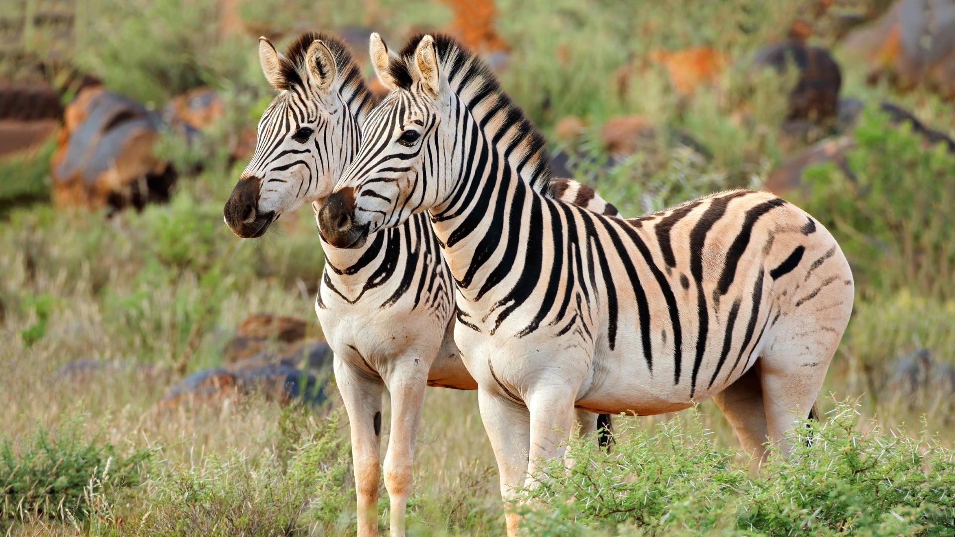 Incroyable Faune d'Afrique