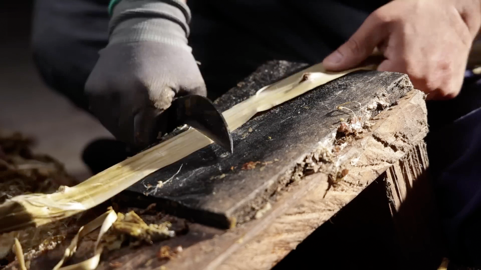 천년을 견디는 한지의 비밀. 닥나무 껍질 벗기기