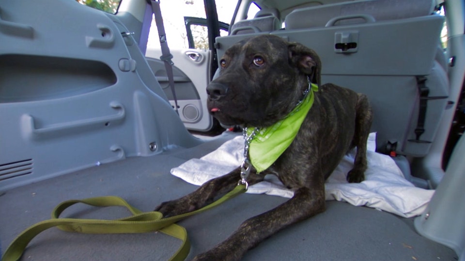 El encantador de perros