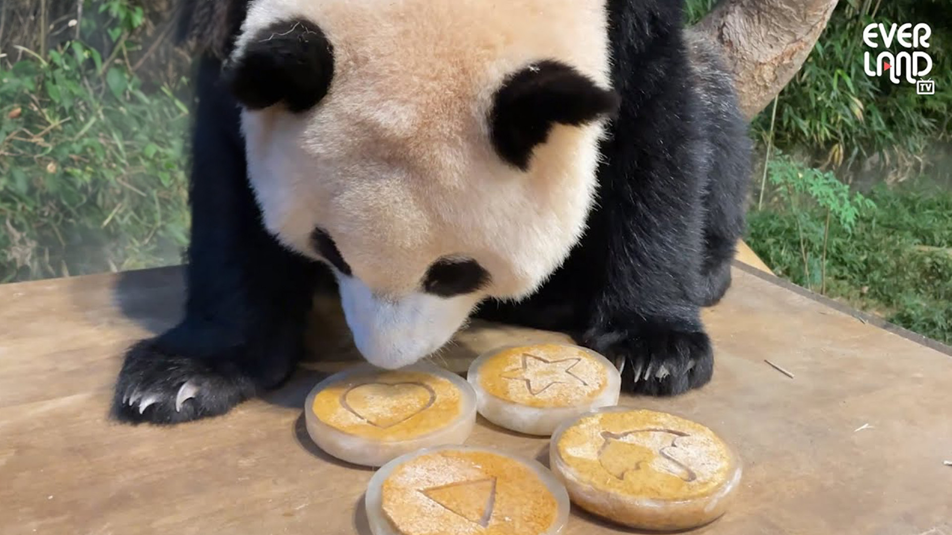 푸징어 게임을 시작해 볼까? 푸바오의 선택은?! 12회