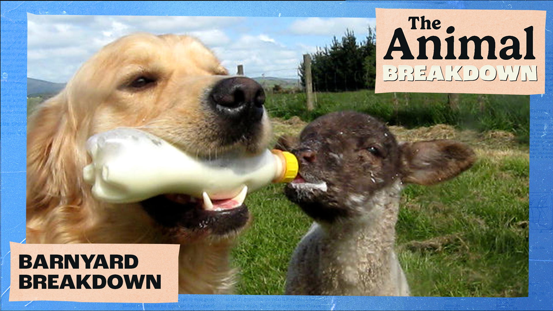 The Animal Breakdown | Barnyard Breakdown