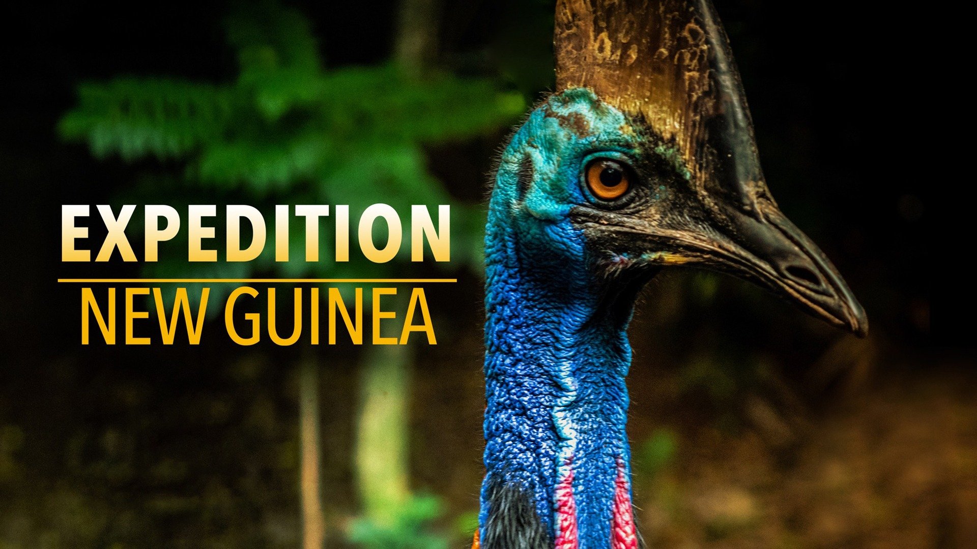 Expedition New Guinea