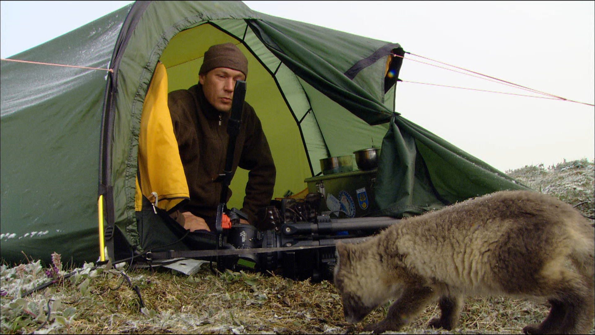 Polarfüchse in Russland