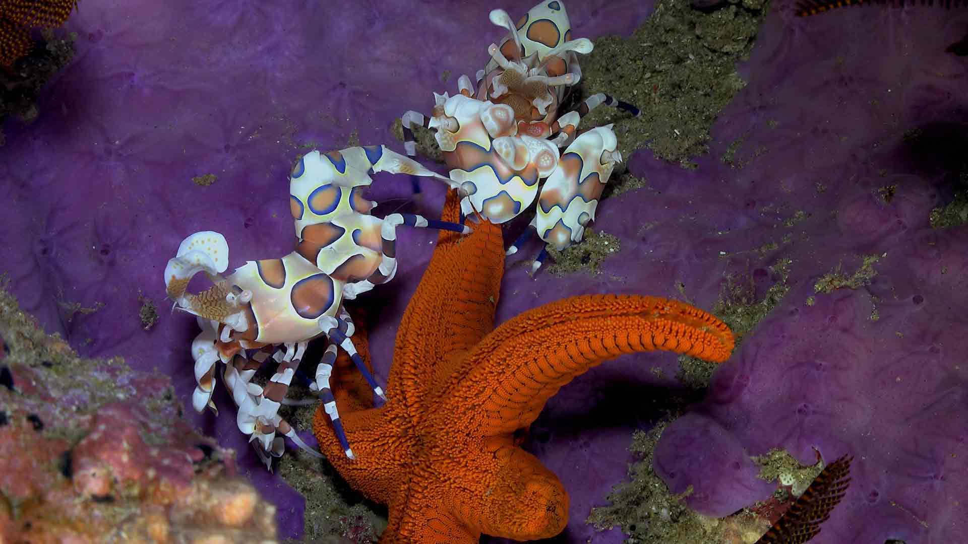 Les merveilles sous-marines d'Afrique