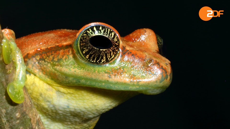 Frösche – Schätze des Regenwaldes