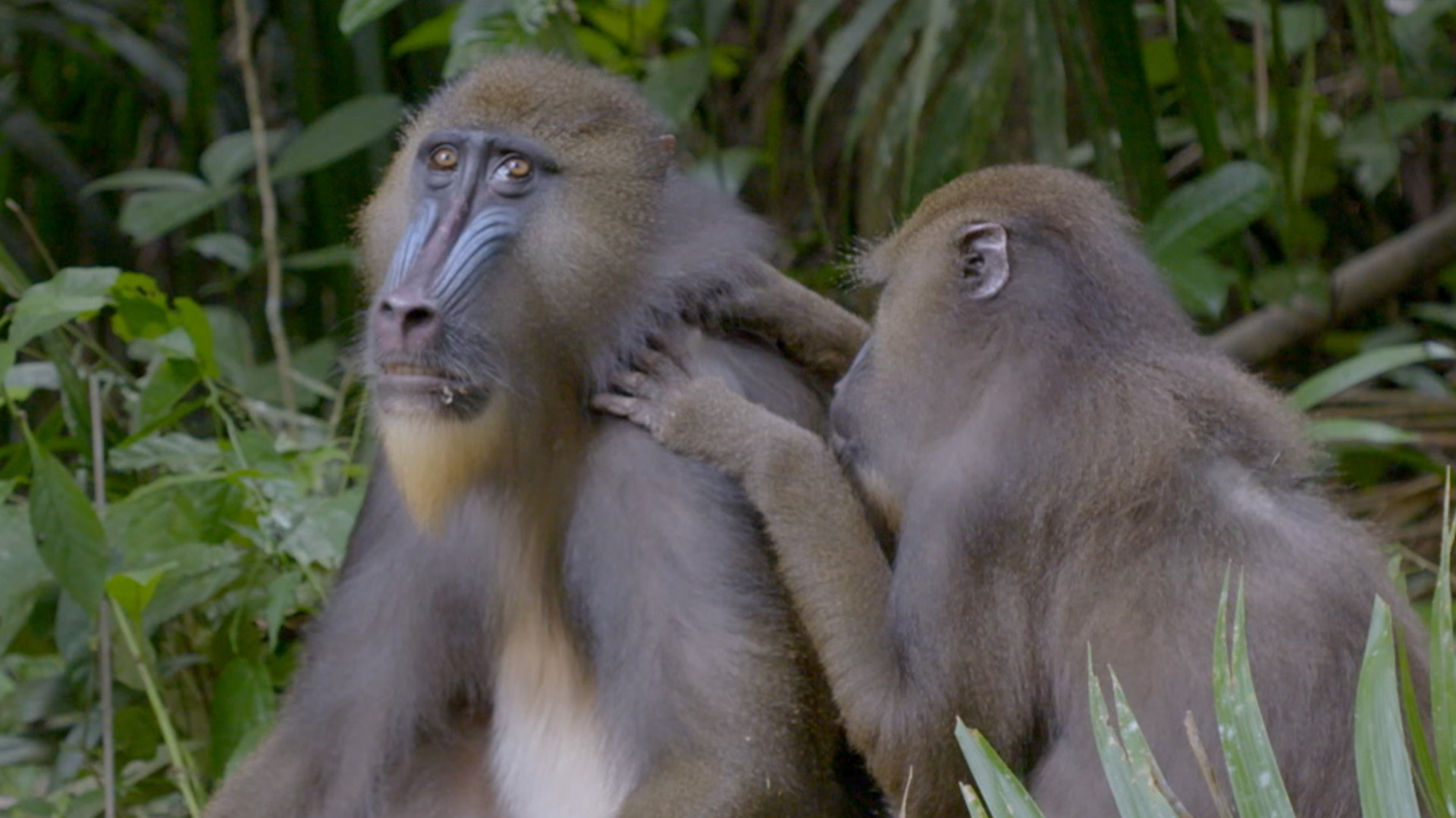Schimpansen im Kongo mit Jane Goodall