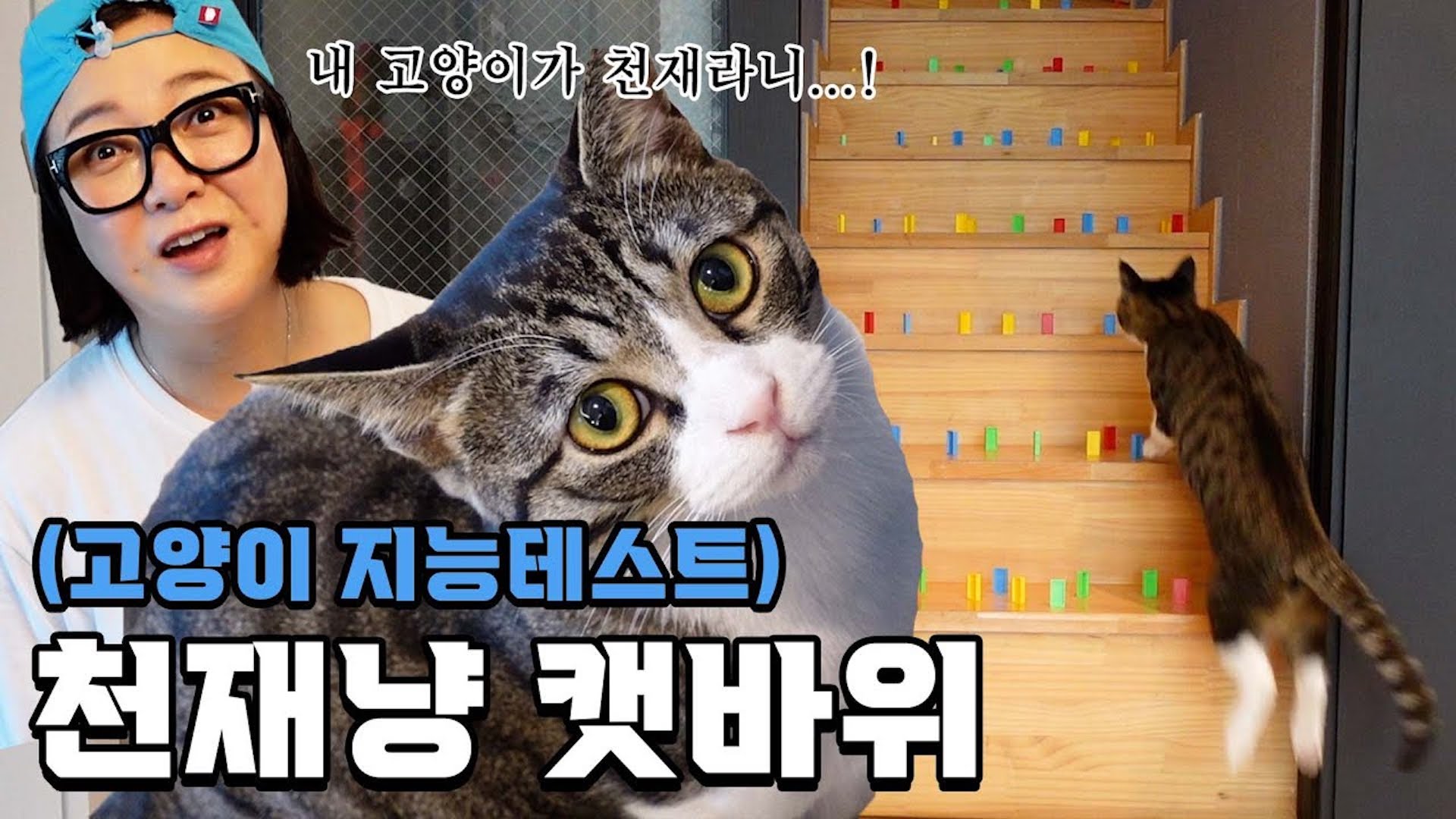 캣바위 천재설 과연 진실일까⁉️ㅣ 고양이 지능 테스트 도전!📝