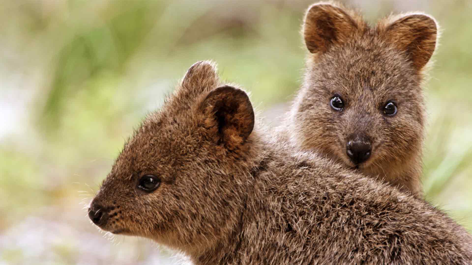 Secrets de la vie sauvage australienne
