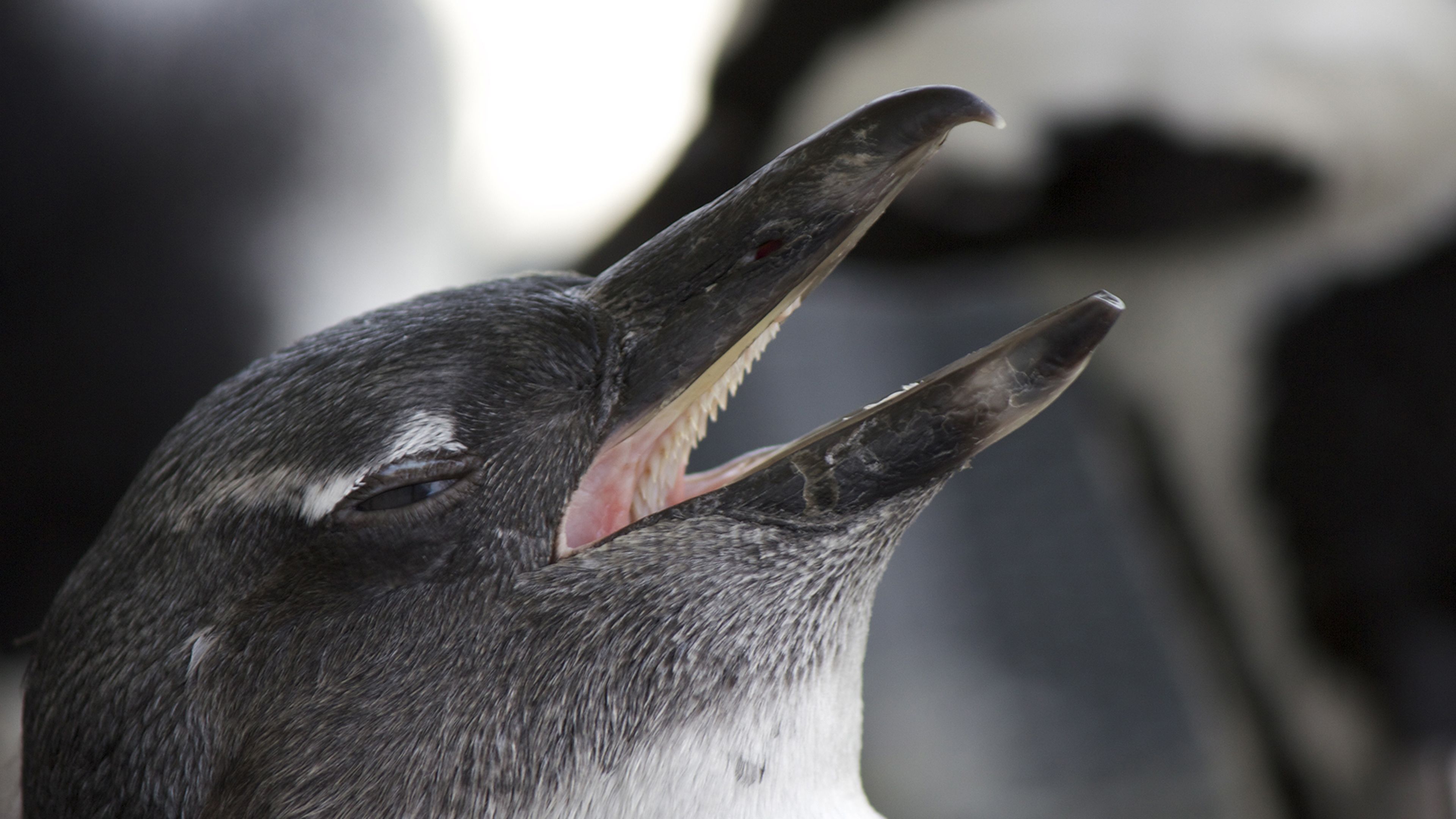 The Great Penguin Rescue