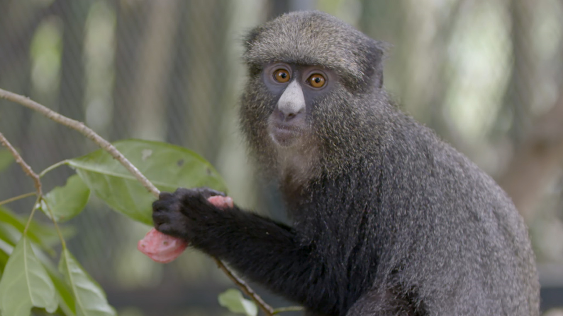 Schimpansen im Kongo mit Jane Goodall