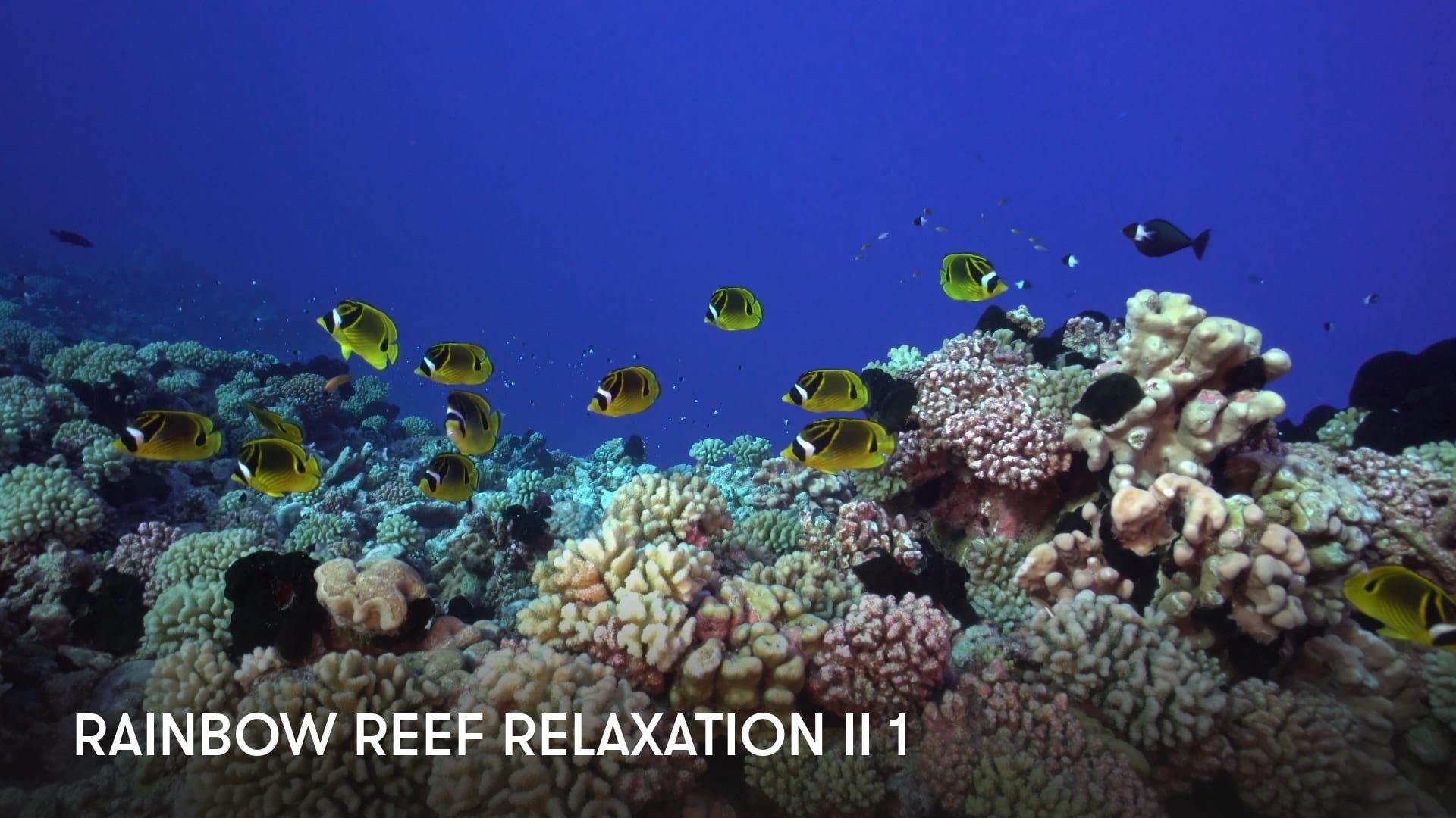 Rainbow Reef Relaxation 2
