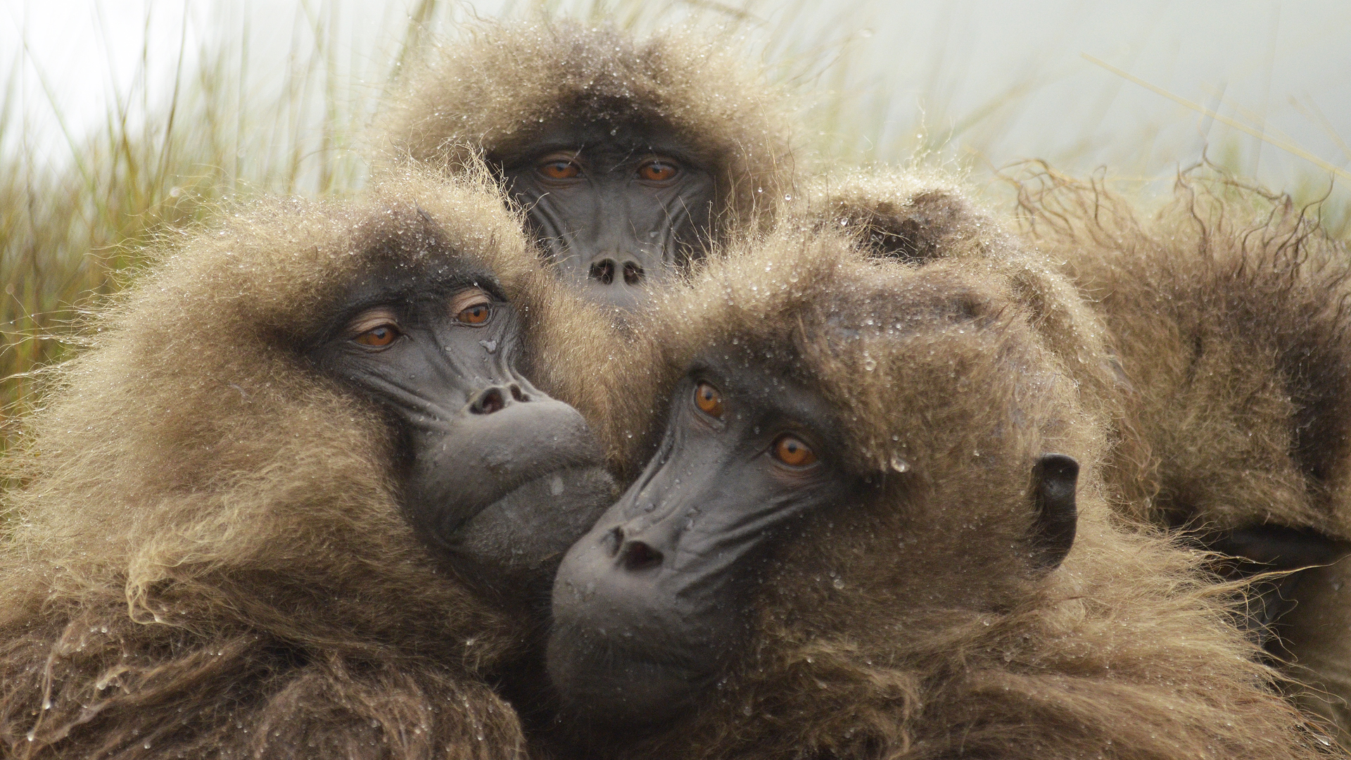 Die verrückte Welt der Affen