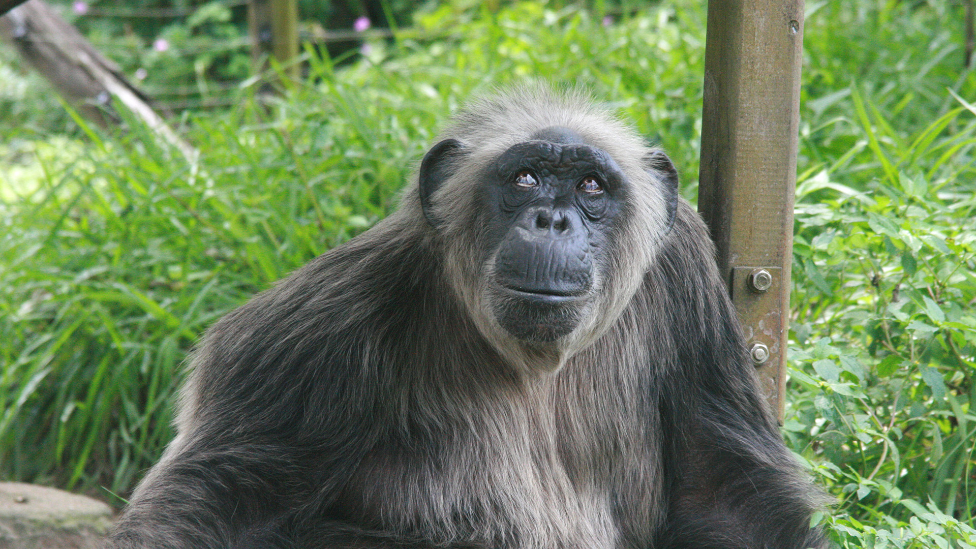 Schimpansen im Kongo mit Jane Goodall