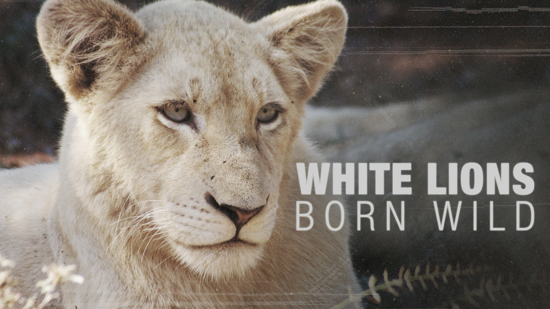 White Lions: Born Wild