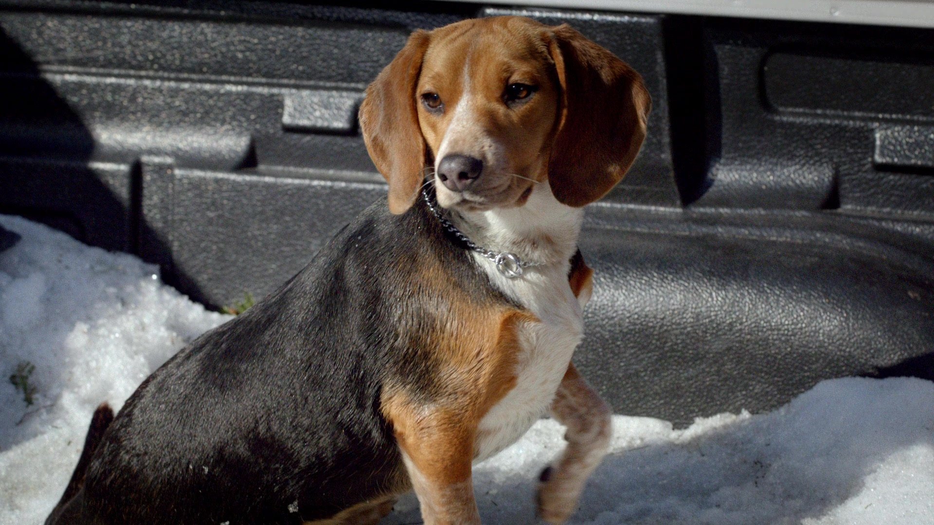 Shelby: The Dog who Saved Christmas