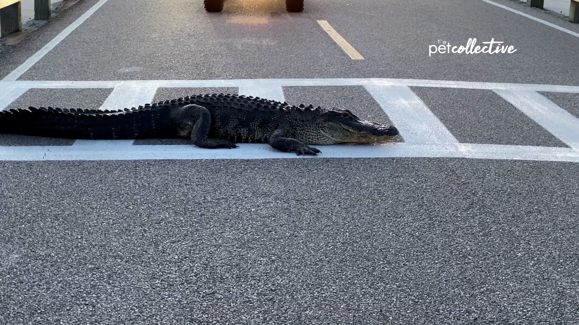 Best Pets of the Month