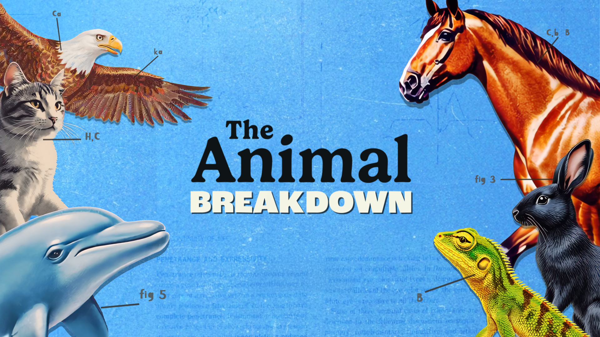 The Animal Breakdown