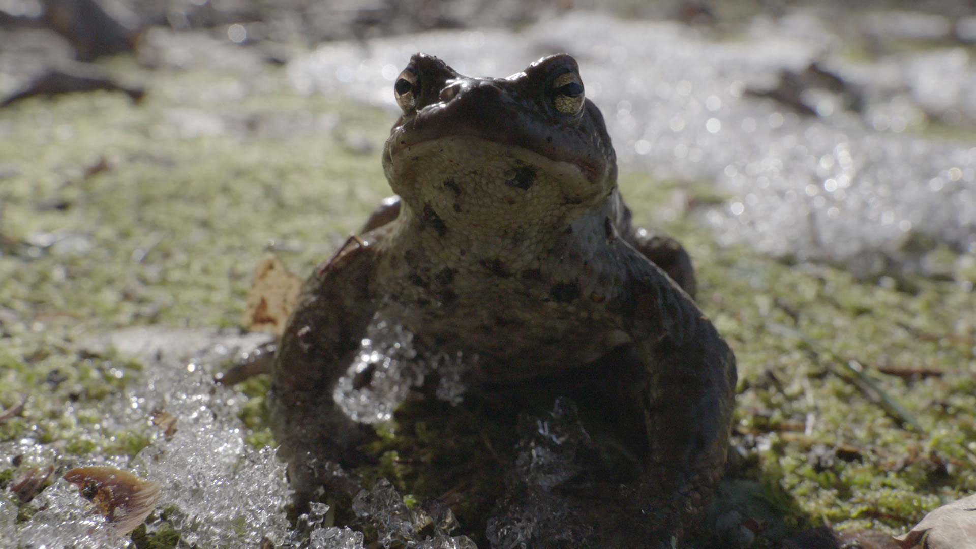 Estland, Krötenretter im Einsatz